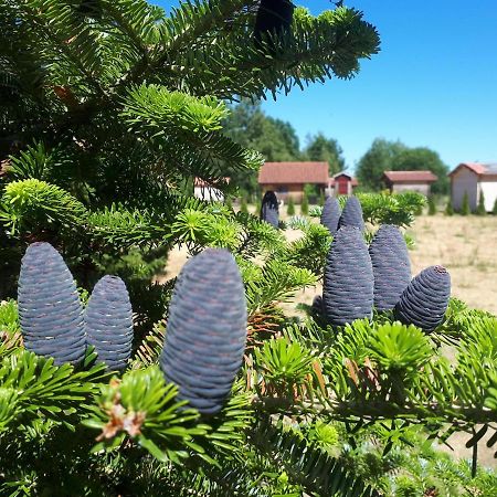 Paeevatalu Camping Hotel Vilusi Ngoại thất bức ảnh